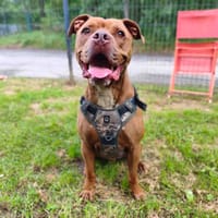 THOR VAA, chien à adopter