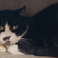 OREO, chatte à adopter