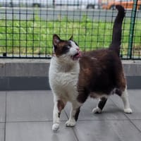 GASPARD, chat à adopter
