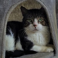 KIKI, chat à adopter