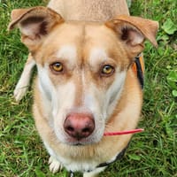 PRETTY, chienne à adopter