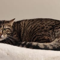 HEDWIGE, chatte à adopter