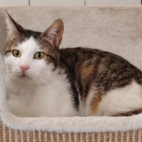ROCKET, chat à adopter