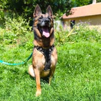 KARA VAA, chienne à adopter