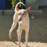 CLINT, chien à adopter