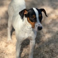 ANA, chienne à adopter