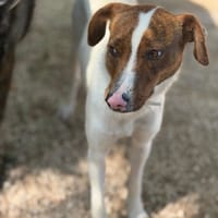 CLAUDIA, chienne à adopter