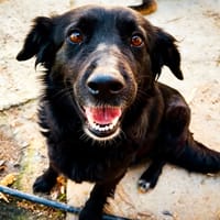 GRETA, chienne à adopter