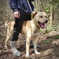 BRUCE, chien à adopter