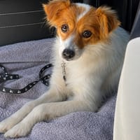 Bella, chienne à adopter