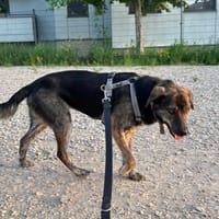Azunia, suczka do adopcji