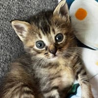 CHOUPIE, chatte à adopter