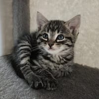 MARIN, chat à adopter