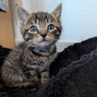 SHY, chat à adopter