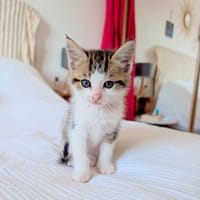 DOUDOU, chat à adopter