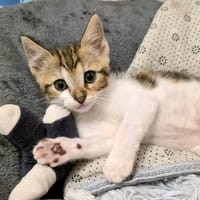 TINA, chatte à adopter
