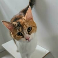 SASKYA, chatte à adopter