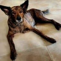 Zelda, un amour de louloute, chienne à adopter