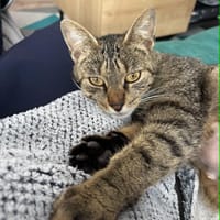 Meryl, chatte à adopter