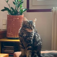 Crevette, chatte à adopter
