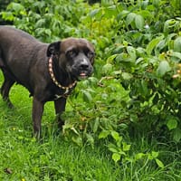 Paty, sans famille, chienne à adopter