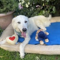 Kleiner Igor, Hund zur Adoption