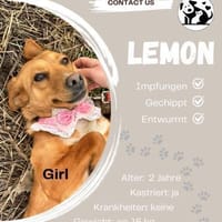 Lemon sucht sein Zuhause, Hündin zur Adoption