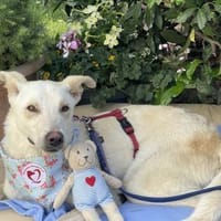 Billy, Hund zur Adoption