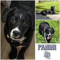 PANINI * fröhlicher Jungspund, Hund zur Adoption