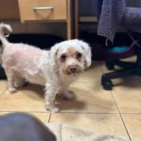 Lotti2 Bologneser Omi sucht zuhause, Hündin zur Adoption