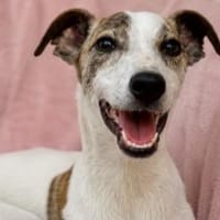 Merle sucht ihr Für-immer-Zuhause, Hündin zur Adoption