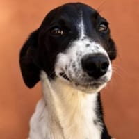 Pünktchen sucht ihre Menschen ❤, Hündin zur Adoption