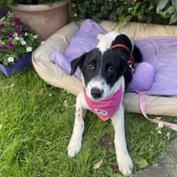 Kleine Daniela, Hund zur Adoption