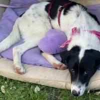 Daniela, Hund zur Adoption