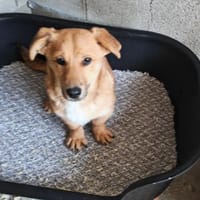 Nico, putziges Zwerglein, Hund zur Adoption