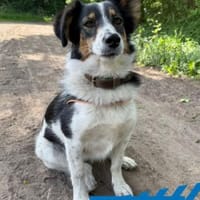 Mura - clevere Kuschelmaus, Hündin zur Adoption
