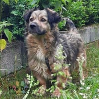 Finja auf Pflegestelle, Hündin zur Adoption