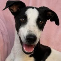 Malino sucht sein Für-immer-Zuhause, Hund zur Adoption