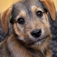 Kairo- ist startklar du auch?, Hund zur Adoption