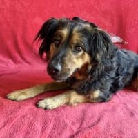 Zapote -Großer Schmusebär, Hund zur Adoption