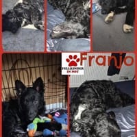 Aktiver Franjo sucht seine Familie, Hund zur Adoption