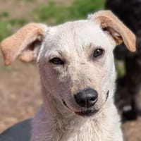 Hundebub MARCO, Hund zur Adoption