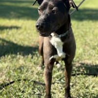 Fröhlicher Rio in 64331 Weiterstadt, Hund zur Adoption