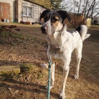 Junger Rüde Mark sucht ländliches Zuhaus, Hund zur Adoption