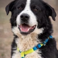 Billy- sucht sein Zuhause, Hund zur Adoption