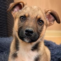 ein kleiner Sonnenschein auf vier Pfoten, Hund zur Adoption