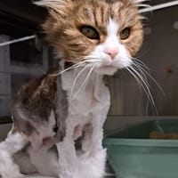 Elly, Katze zur Adoption