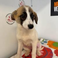 LUMI 🐾❤ wird Ende Juni 4 Monate alt, Hündin zur Adoption
