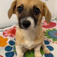 CHRYSTAL 🐾❤ wird Ende Juni 4 Monate al, Hündin zur Adoption