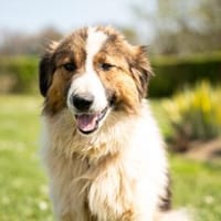Samir  sanfter Riese sucht sein Für-imm, Hund zur Adoption